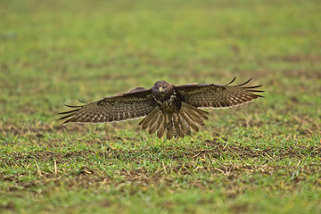 Bussard