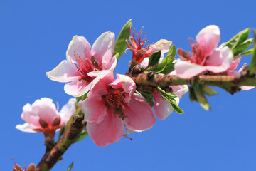 detail of peach flower