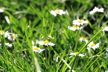 daisies in the green grass