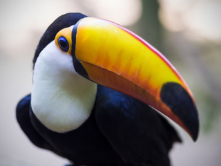 Exotic toucan bird in natural setting in Foz do Iguacu, Brazil.