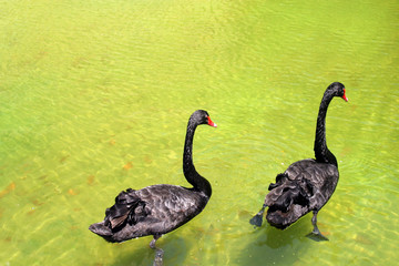 Spagna,isola di Maiorca, la città di Maiorca.