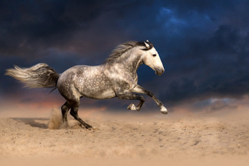 Fototapeta na wymiar Beautiful grey stallion run in desert