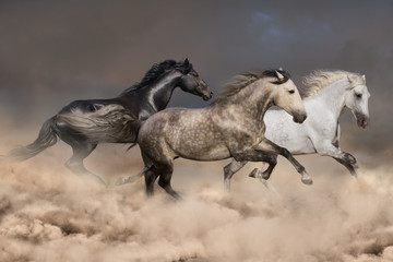Obraz na płótnie Canvas Horse herd run gallop in sandy field against dramatic sky