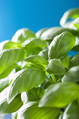 fresh basil leaves herb background