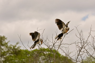 Calao à bec jaune, oiseau, Afrique