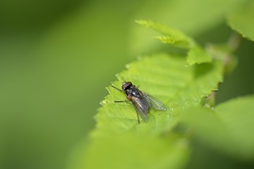 Fly on green leaf