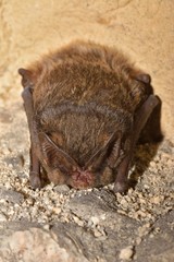 The barbastelle bat (Barbastella barbastellus), western barbastelle hibernation
