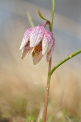 Snake's Head Fritillary - Fritillaria meleagris Two Flowers