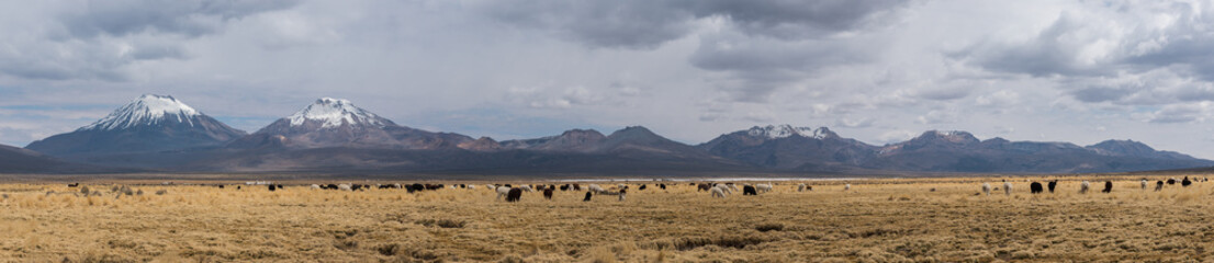 Panorama of Altiplano