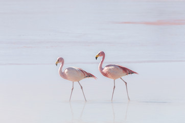 Two flamingo