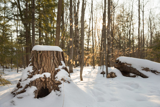 Fototapeta Winter Forest Scene with Stump in Foreground