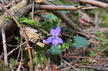 Wald und seine Stimmung