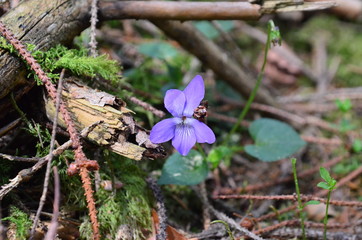 Wald und seine Stimmung