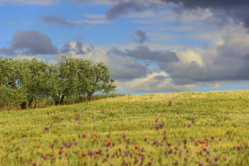 RURAL LANDSCAPE SPRING. Between Apulia and Basilicata:olive grove in the cornfield with poppies.ITALY