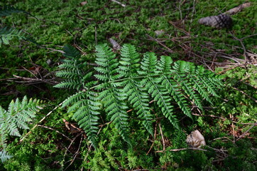 Wald und seine Stimmung
