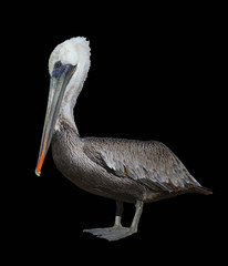 Isolated Brown Pelican on Black