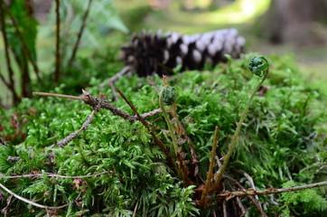 Wald und seine Stimmung