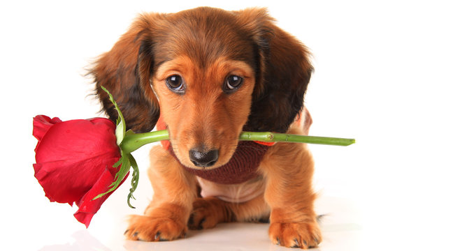 Dachshund Valentine puppy