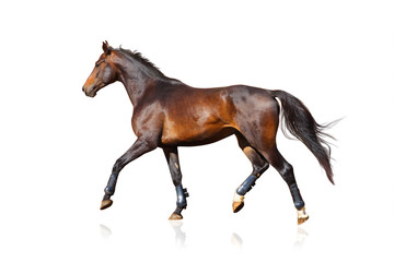 sportive horse isolated over a white