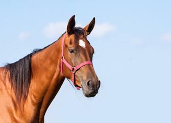 portrait of a bay horse