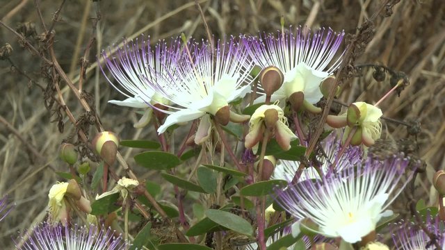 Flowering plants capers, close-up, Therasia, Greece.

