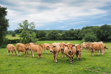 herd of cows on green meadow with clouds above