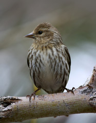 Pine Siskin Bird
