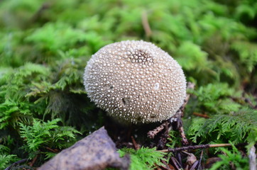 Wald und seine Stimmung