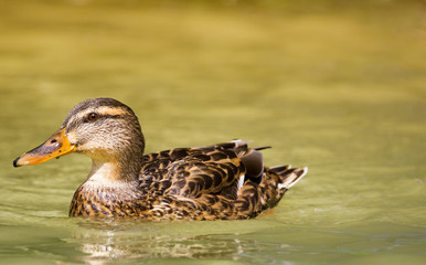 mallard duck