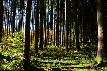 Fototapeta premium Wald und seine Stimmung