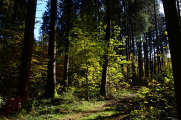 Wald und seine Stimmung