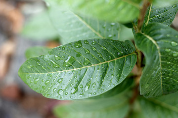 gotas de chuva na folha