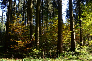 Wald und seine Stimmung