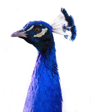 Peacock Head Isolated On White 