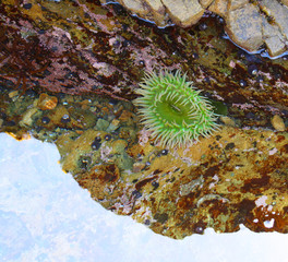 Sea Anemone in a Tide Pool