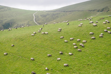 Fototapeta na wymiar sheep in green meadow in Pyrenees in France