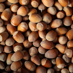 Pile of ripe hazelnuts