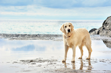 White dog on the store