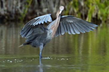 Little Blue Heron (Egretta caerulea) fishing, goes on water on green natural background, Cuba
