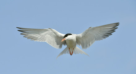  Adult common tern in flight on the blue sky background. Blue Sky background


