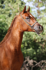 Portrait of arabian horse in the corral