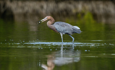 Little Blue Heron (Egretta caerulea) fishing, goes on water on green natural background, Cuba
