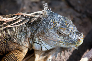 Iguana