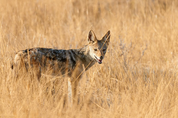 A black-backed Jackal (Canis mesomelas) among tall, yellow and dry grass of the African savannah