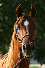 Young purebred arabian stallion on pasture