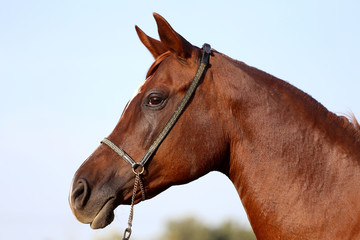 Head shot of a beautiful curious arabian stallion