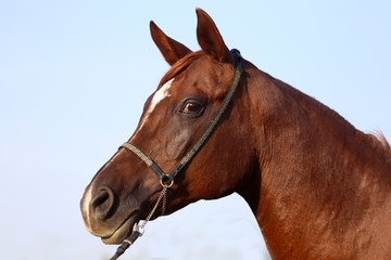 Obraz na płótnie Canvas Side view portrait of a young purebred arabian stallion