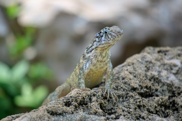 Lizard
