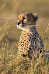 Portrait of a beautiful cheetah