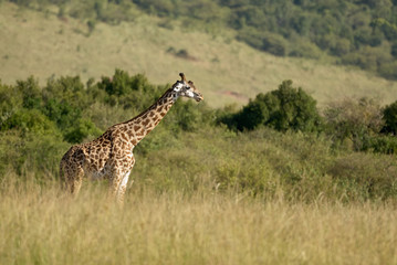 Beautiful giraffe in an African Park